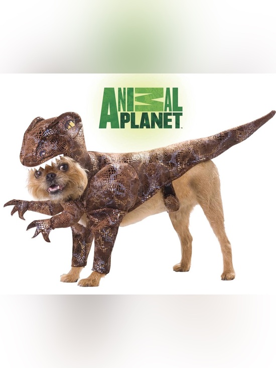 Animal Planet Other - Raptor Dinosaur Dog Costume - Animal Planet